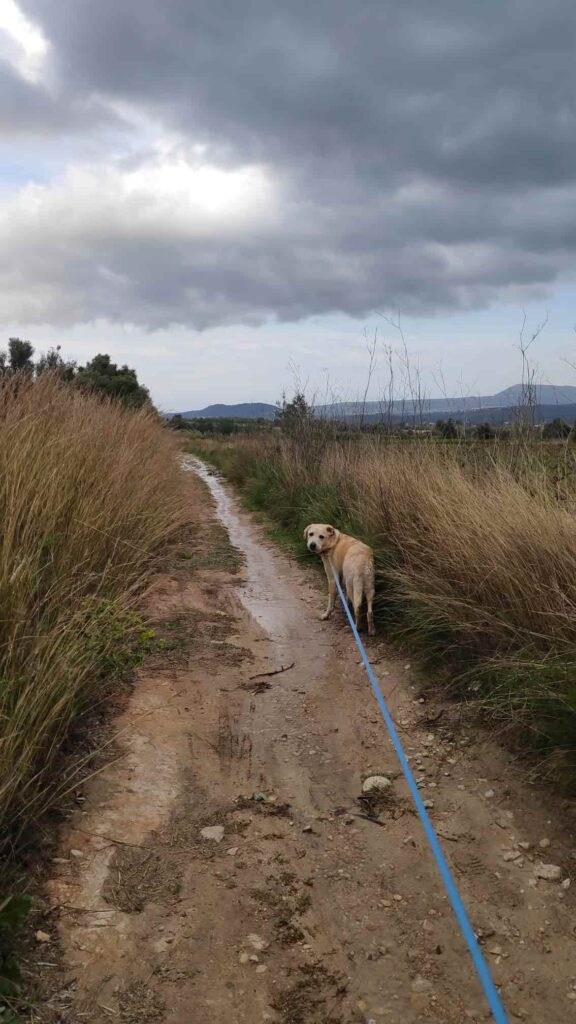 a white labrador retriever on a rainy walk in the Javea countryside, looking at the camera in dismay next to a puddle